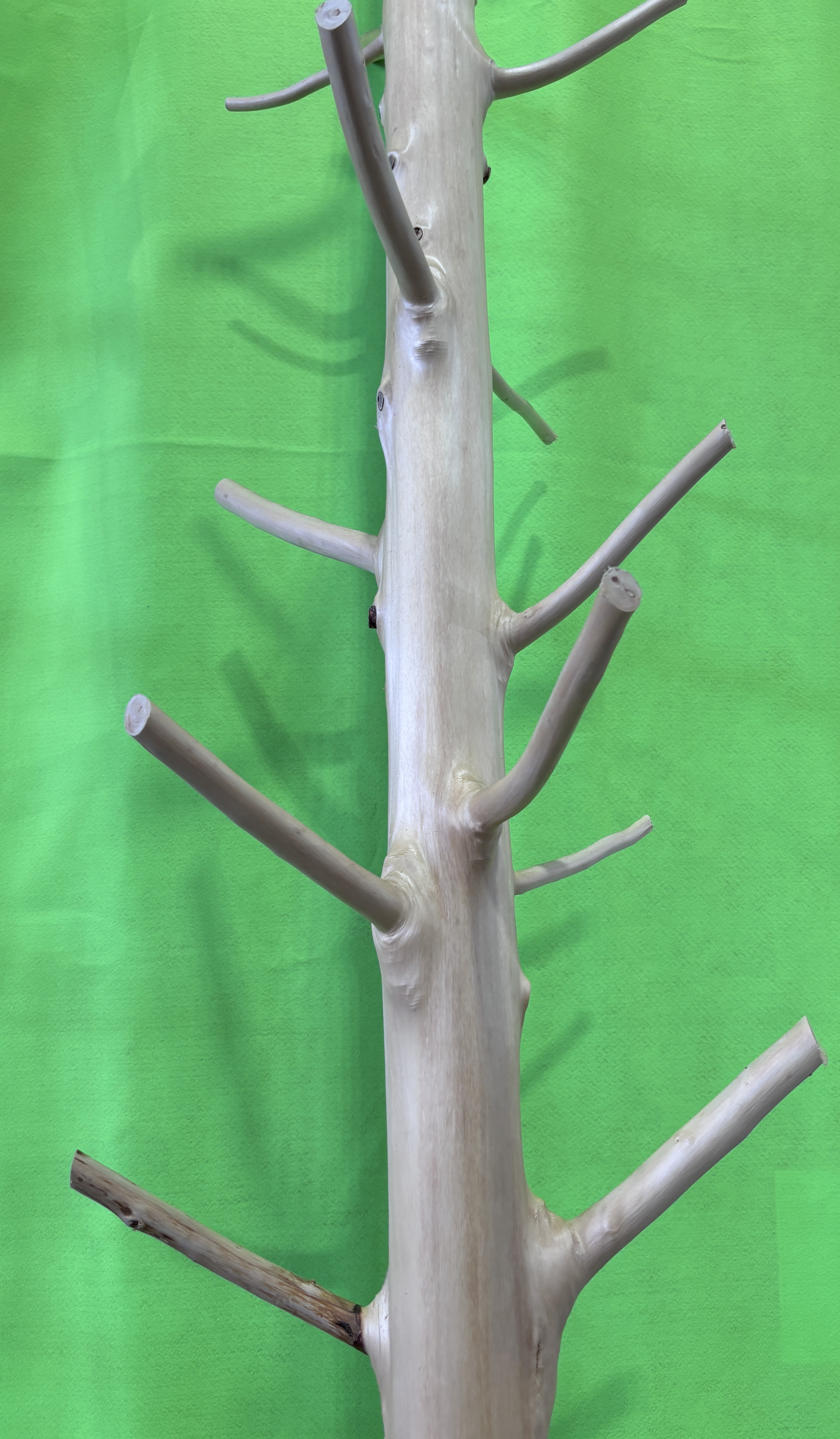 磨丸太 | Wood Stock Premium by 奈良県銘木協同組合