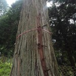 東吉野杉谷産　桧　１５０年生　2