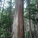 東吉野産　桧　１５０年生　８尺５寸　2