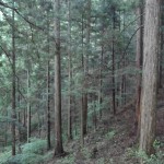 黒滝産　桧　120年生　4尺～7尺　5