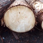 DSCF1106