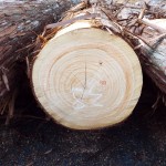 DSCF1107