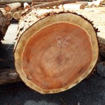 DSCF1117