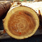 DSCF1125