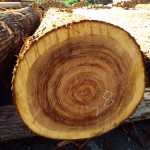 DSCF1126
