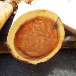 DSCF1128