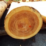 DSCF1129