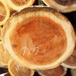 DSCF1137