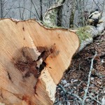 15.トチ 胸高円周3m30cm 1