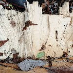 16.トチ 胸高円周3m 2