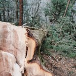 19.ツガ 胸高円周3m30cm 2