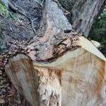 4.桧 胸高円周2m4cm