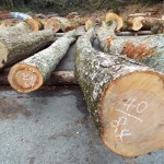 上北山産ミヅメ