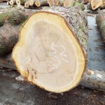 上北山産サクラ2