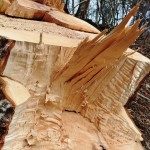 17.トチ 胸高円周3m 2