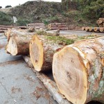 上北山産トチ10