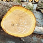 上北山産サクラ1