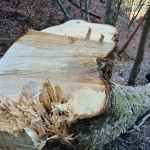 6.トチ 胸高円周1m95cm