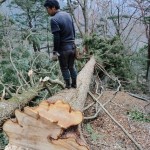 21.ツガ 胸高円周1m80cm