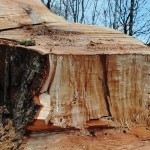 15.トチ 胸高円周3m30cm 2