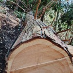 10.桧 胸高円周2m46cm