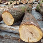 上北山産サクラ3