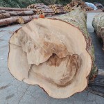 KIMG20251208_134737437