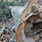 7.モミ 胸高円周2m95cm