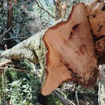 9.ミズメ 胸高円周1m65cm