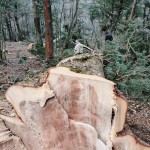 19.ツガ 胸高円周3m30cm 1