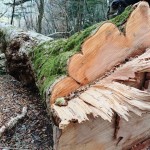 13.トチ 胸高円周4m23cm 1