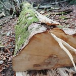 12.トチ 胸高円周2m4cm