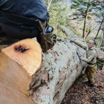 13.トチ 胸高円周4m23cm 2