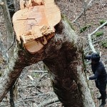 17.トチ 胸高円周3m 1