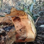 14.トチ 胸高円周3m60cm