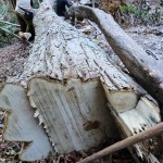 3.クリ？ 胸高円周2m16cm