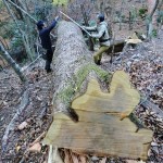 2.サクラ 胸高円周2m10cm