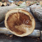 上北山産ミズナラ