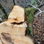 16.トチ 胸高円周3m 1